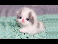 CUTE PERSIAN KITTENS 😍 Persian Kitten Videos AWW