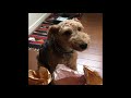 Welsh Terrier Brillo, What did you do? (Guilty Dog)