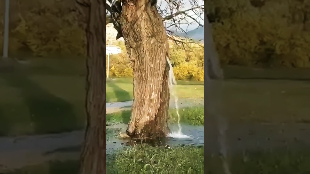 What kind of tree? Magic tree or waterfall tree 