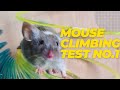 Mouse attempts difficult spiral climbing test