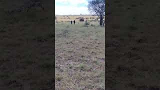 5 Acres of Prime land for sale in Isinya #shorts #industrialland #godowns #factories