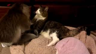 Katzen und Affen haben Spaß, Spielen und Toben lustig herum Teil 4