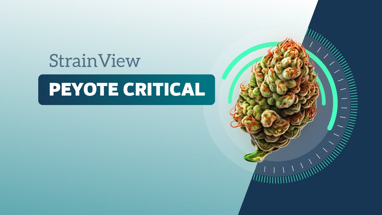 Peyote Critical - Strainview
