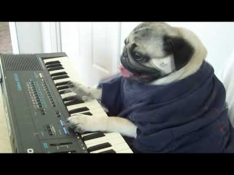 Play Him off Keyboard DOG *ORIGINAL*