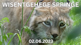 Unser Kurzbesuch im Wisentgehege Springe am 02.06.2023