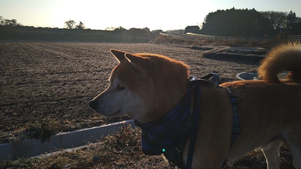 柴犬さん朝さんぽ🐾20260222🐾