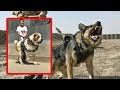 Top Perros GUARDIANES y con los que debes tener CUIDADO - Top guard dogs