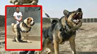 Top Perros GUARDIANES y con los que debes tener CUIDADO  Top guard dogs