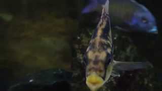 Cheilochromis Euchilus Family