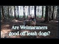 Are Weimaraners good off leash dogs?