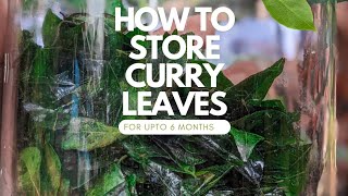 How to store Curry leaves up to 6 months - Part 2| Store at room temperature | Food to Cherish by Food to Cherish 283 views 4 months ago 54 seconds