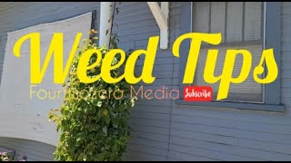 Weed Tips - BEST FLOWER OF 2020 - LITHOUSE BLACK DOSI - MMmmmmm