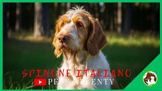 Spinone Italiano 101: What Makes Them Unique?