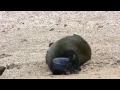 Birth of a Hawaiian Monk Seal Pup (2015)