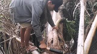 Download Lagu ANDUNG NI PARAGAT TUAK. Belajar Mangaragat Tuak MP3