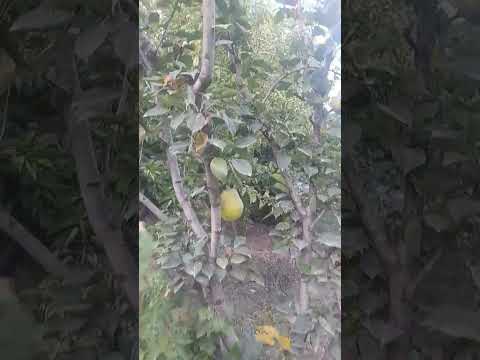 Անտառային գեղեցկուհի,տանձ🍐 #food #shortvideo #shortsyoutube #shorts