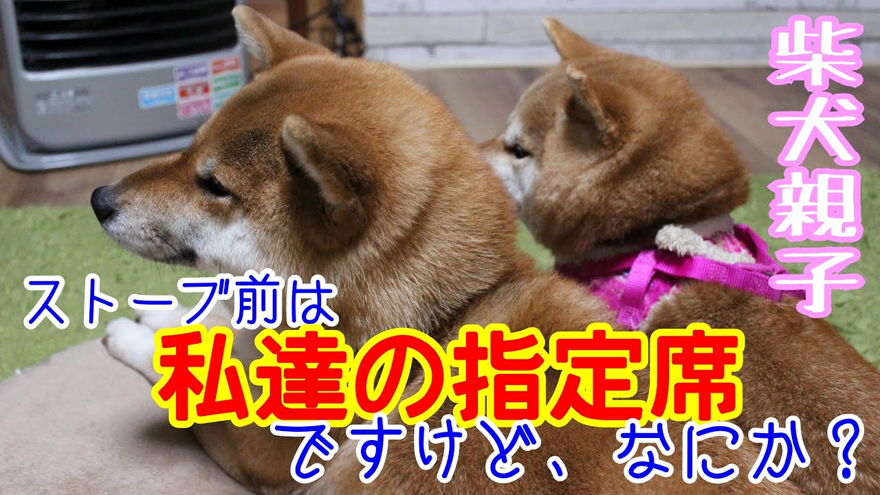 柴犬 意外と寒がり ストーブの前から離れない仲良し親子 Youtube