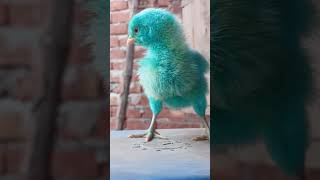 Cute chicks#amazing #birds #cute #chicken #viral #foryou #pets #videos#shorts #foryoupage #amazing