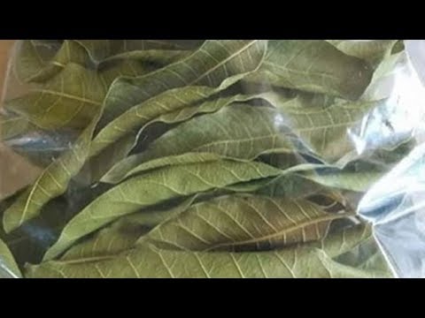 Video: Diabetesbehandlung Mit Heilpflanzen