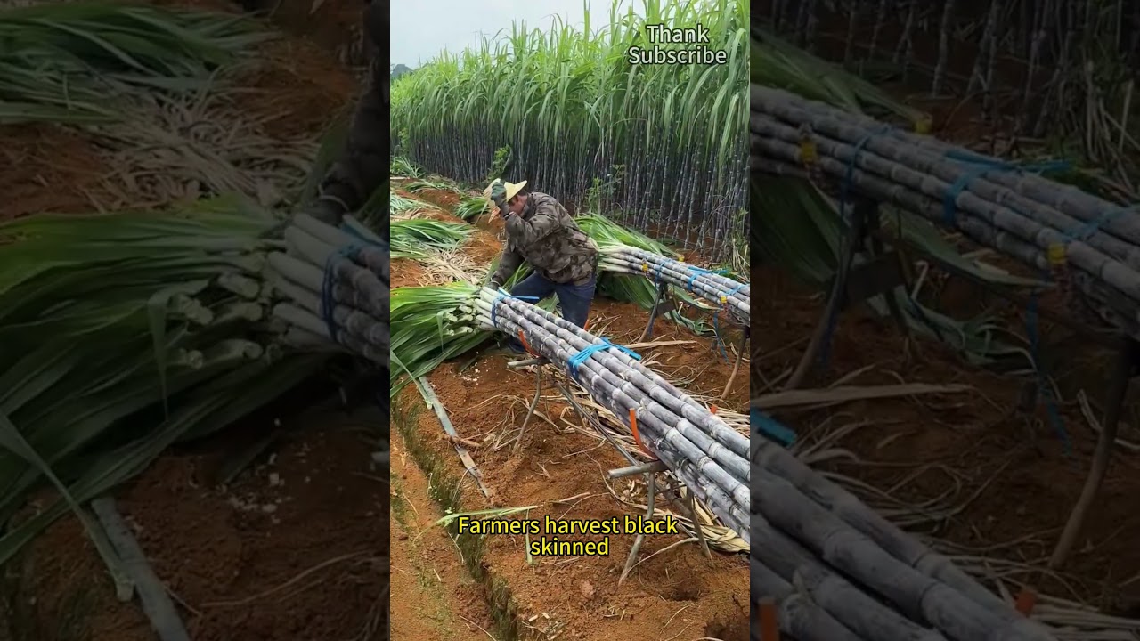 Farmers harvesting black sugarcane in the fields, preparing for market