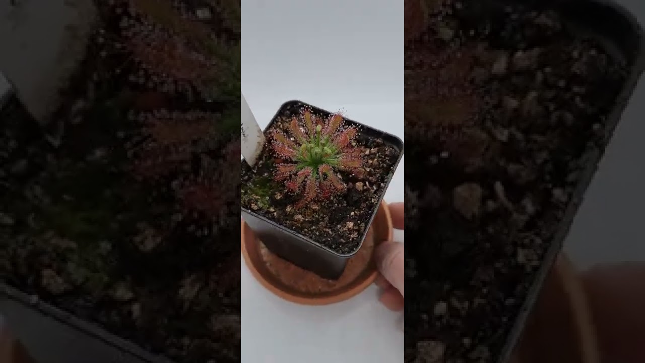Wonderful Drosera neocaledonica 