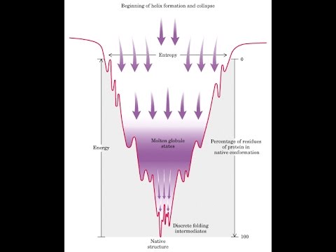 Protein Folding Funnel 