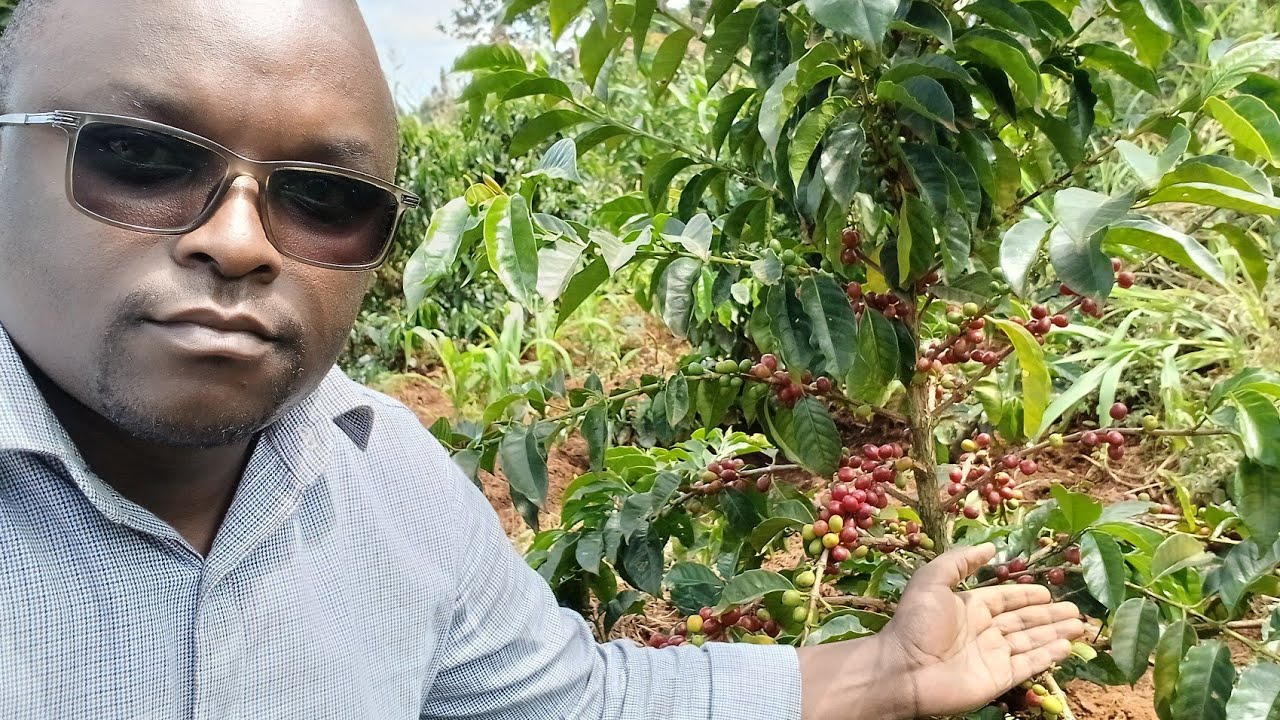Coffee Harvesting || First Coffee Payment || Farming Challenges. 