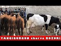 YANGIQORGON MOL🐄 QOY🐏 BOZORI NARXLARI