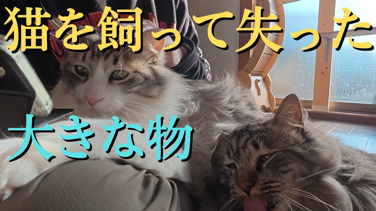 【一人暮らし】猫が一人暮らしのおっさんから『奪ったもの』