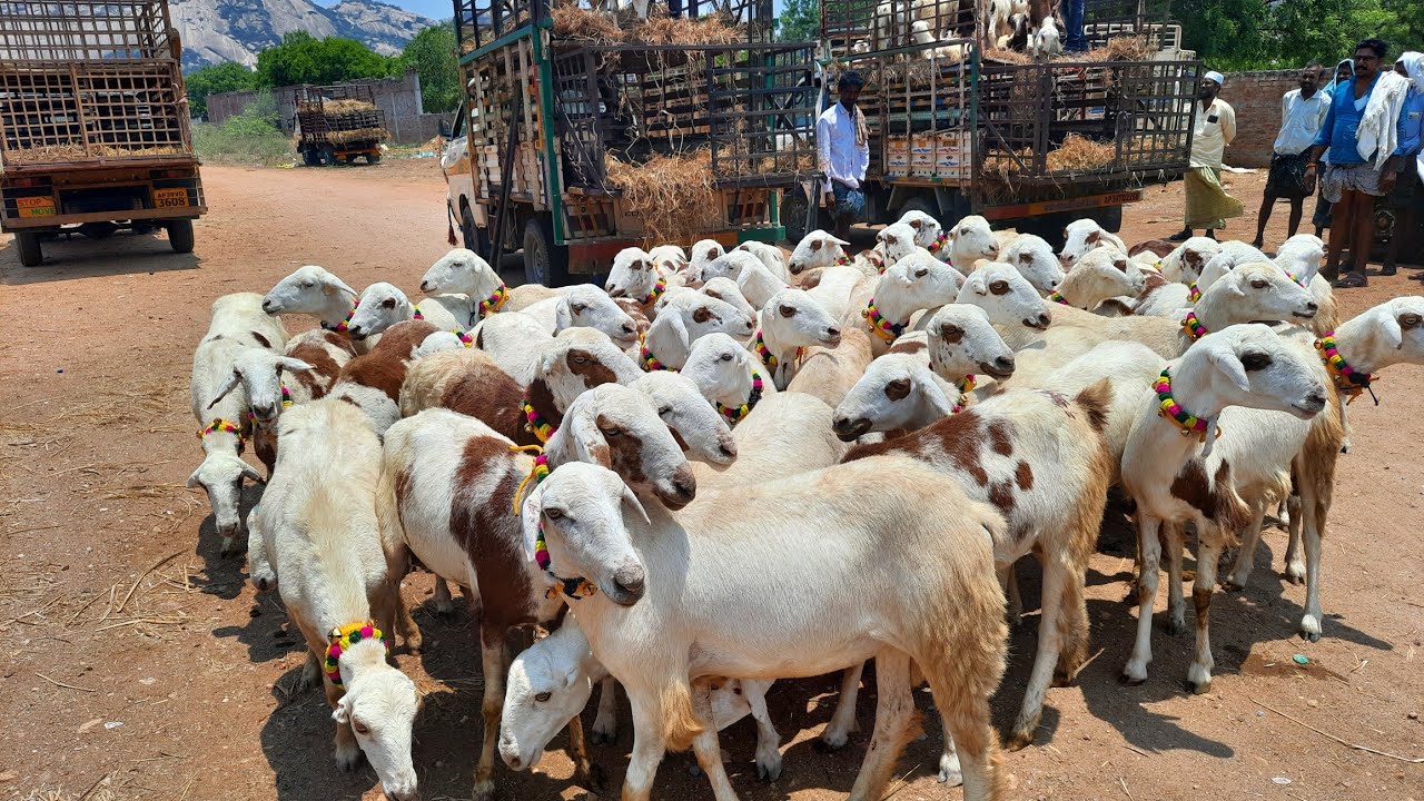 Vinukonda sheep market | gadha bolli gorelu