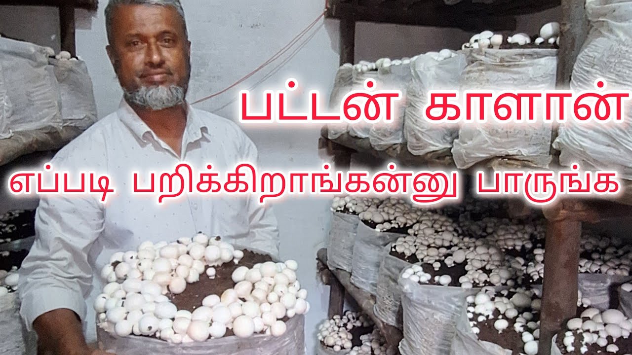 பட்டன் மஷ்ரூம் ஹார்வெஸ்டிங் எப்படி பண்றது என்பதை அறிந்து கொள்ளுங்கள்