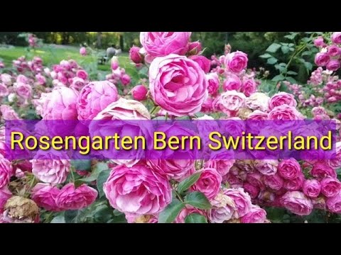 Video: Bern Sevärdheter: Rose Garden