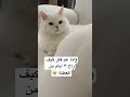وانا عم فكر كيف راح ٣ ايام من العطلة عيد قطط اكسبلور Cat Explore Funnyvideo