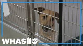 Pawfect Match Telethon supporting LMAS begins Wednesday
