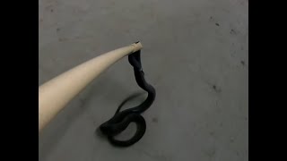 DIY  Super Simple Snake Catcher  DO NOT WATCH IF SCARED OF SNAKES !