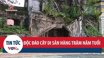 Độc đáo cây di sản hàng trăm năm tuổi