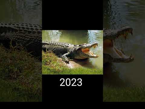 2023 crocodile //