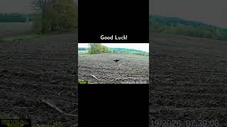 How fast is a wild turkey? 🦃 25 MPH…As fast as an Olympic sprinter! #turkey #turkeyhunting #shorts