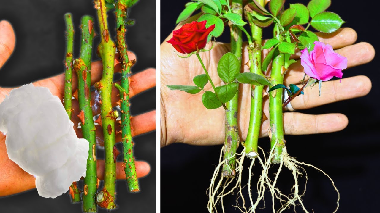Замечательный способ размножить розы, используя всего лишь кусочек ваты.