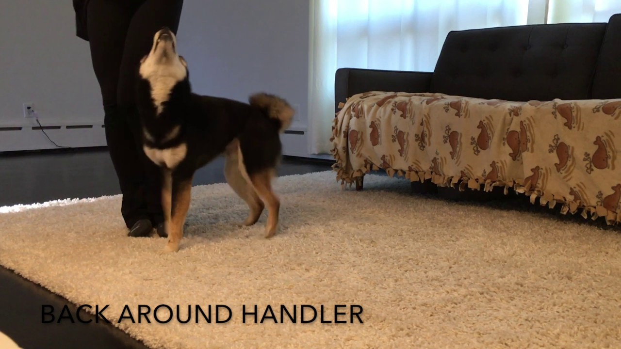 marma-s-severus-snape-expert-trick-dog-title-youtube