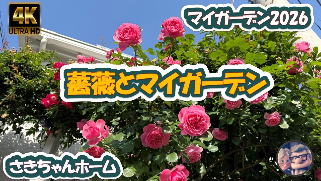 4K] May 17, 2026 🌹The long-awaited roses and clematis are in