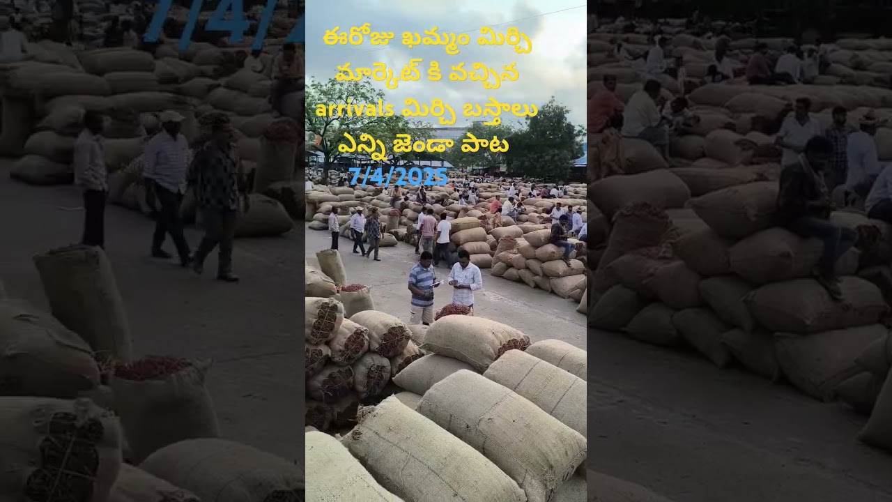 Khammam Mirchi market updates 