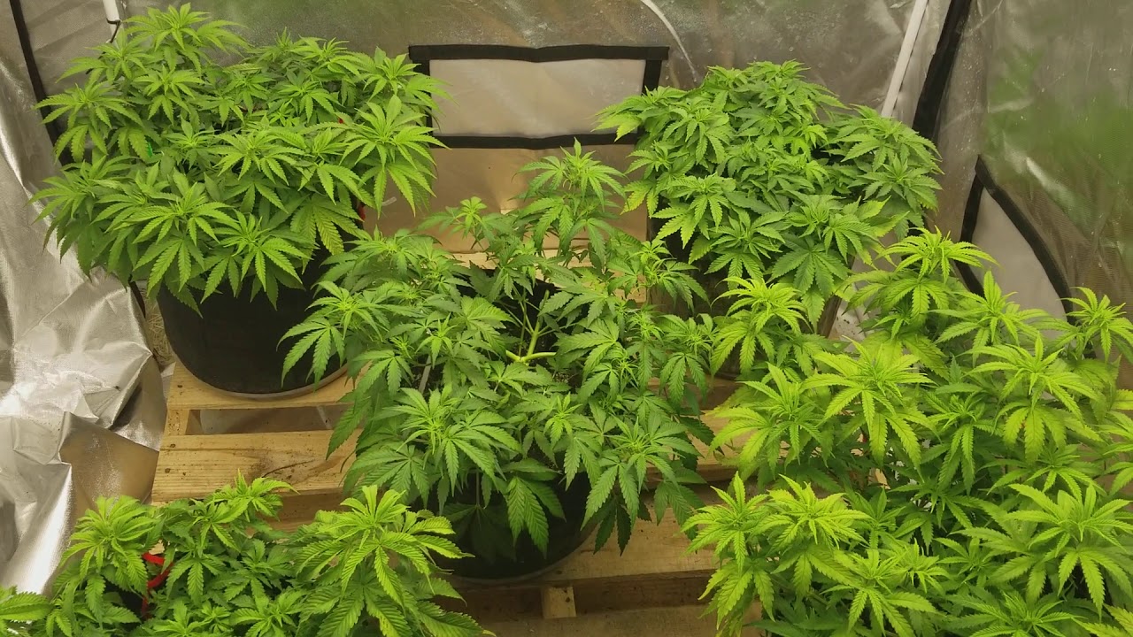 ✌UpDaTe✌Week 10 of veg my 2nd medical cannabis grow