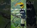 طائر ابو قرن 