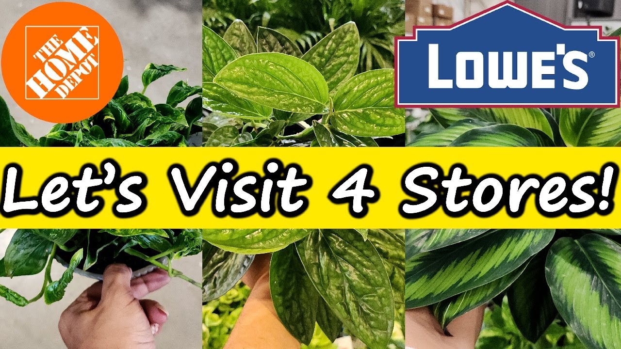 Покупайте растения вместе со мной в 4 разных крупных магазинах!