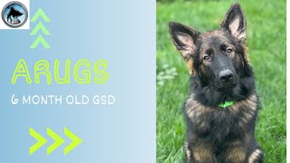 Argus | 6 Month Old GSD | 14 Day Advanced Training Journey | Double Dog | Leash Manners | by OverWatch K9 Academy Columbus 256 views 9 days ago 15 minutes