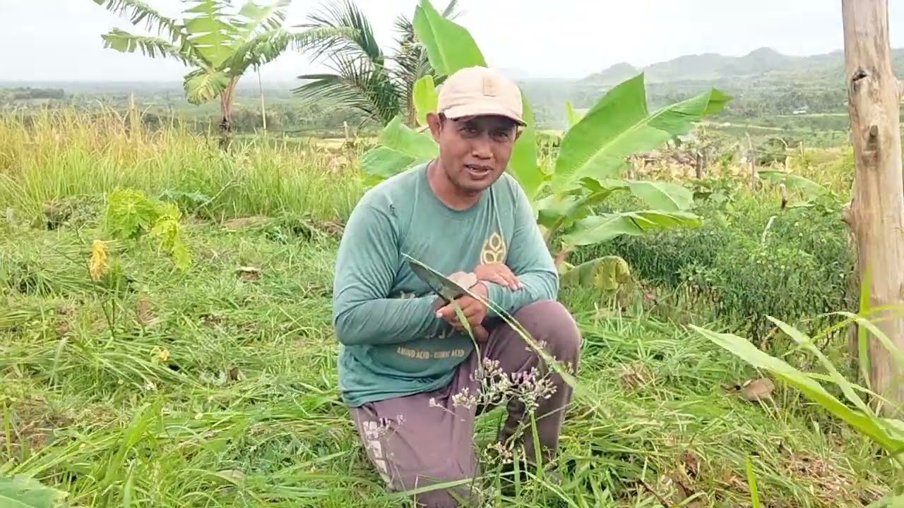 budidaya pisang ambon warangan  tumpang sari