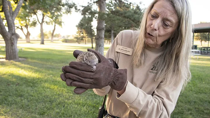 "How Do I"  Become a Zoo Volunteer