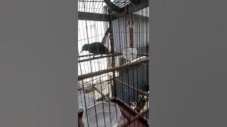 Kolibri wulung/muncang baru lepas terotol, belajar bunyi.