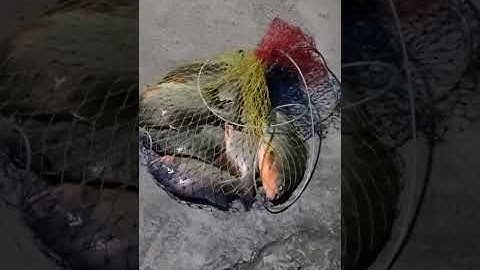 Vlogs 87 Báo cá - Hồ Voi Con 0917478007 Bình Quới, P. 28, Bình Thạnh, HCM || Mần Nông Vlogs